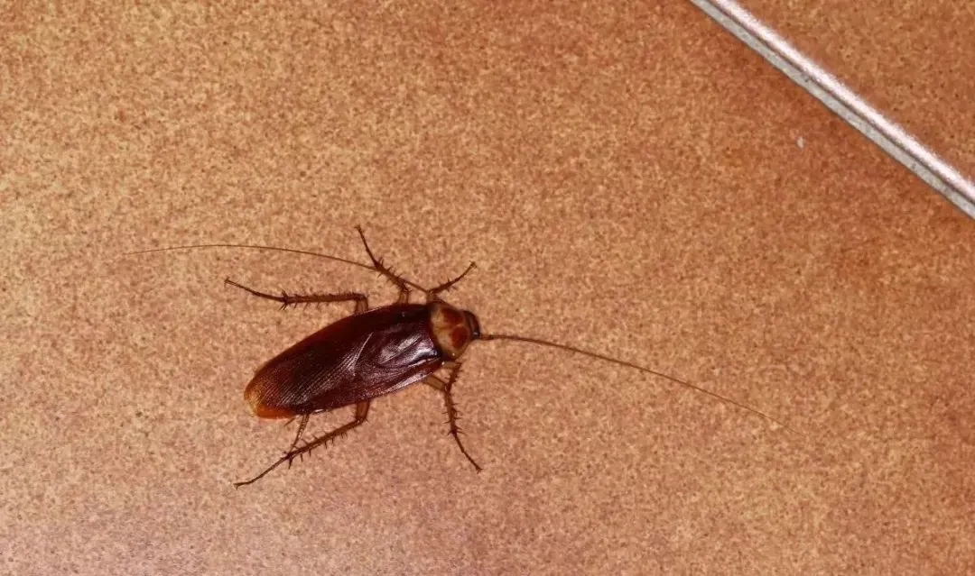 蟑螂肆虐？ 消殺公司助你一臂之力！