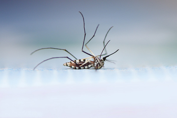 家里蚊子嗡嗡，怎樣徹底消滅他們