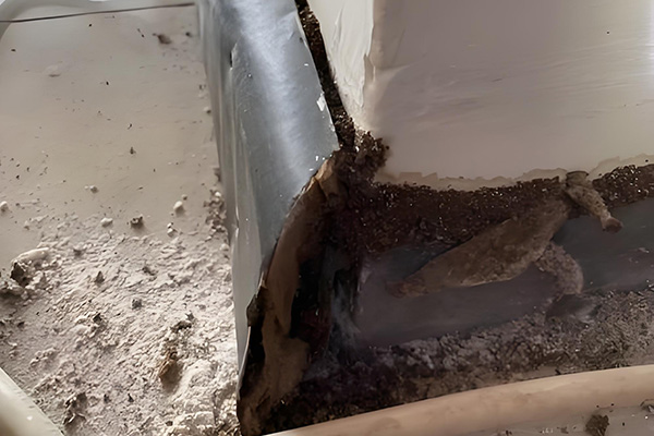 有哪些實(shí)用預防辦法？防治白蟻