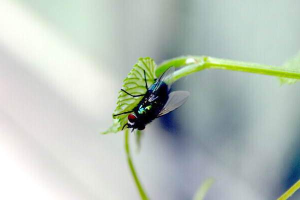 家里蒼蠅多試試這些方法！