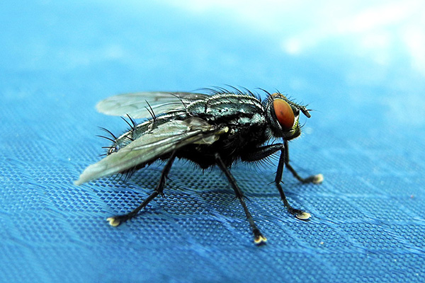 家中蒼蠅總是滅不干凈怎么辦？