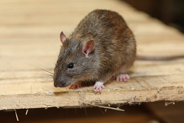 家里這些隱藏死角你發(fā)現了嗎？這是老鼠經(jīng)常出沒(méi)得地方！