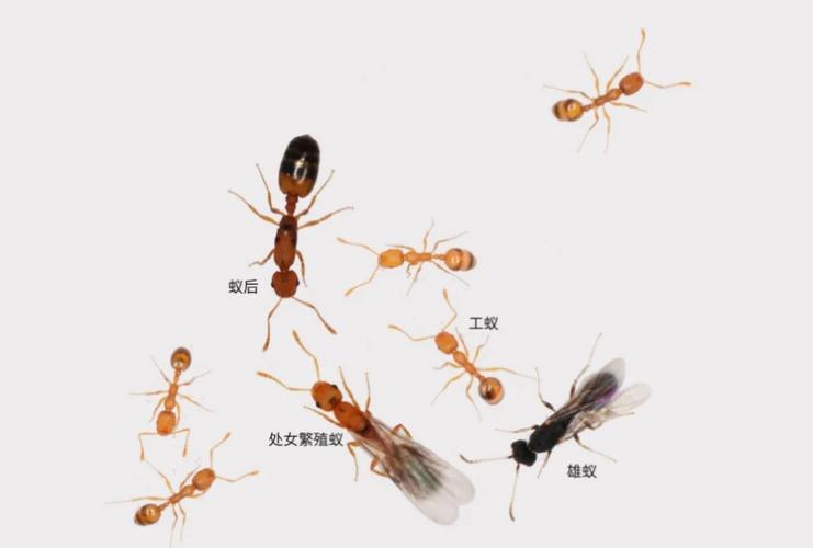 家庭有螞蟻怎么辦？別急我們來(lái)支招
