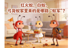 紅火蟻，白蟻，弓背蟻這些螞蟻該怎么滅？有